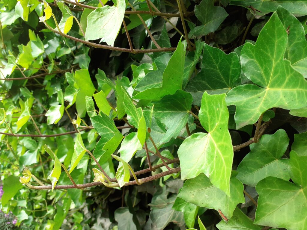 Ontvangen uit je zomertuin