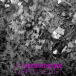 Onderzoek je roots. Waar je vandaan komt.